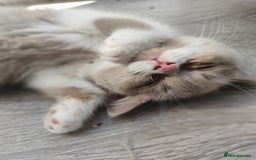 British Shorthair cats for sale: READY NOW Beautiful British Shorthair Kittens - Image 7