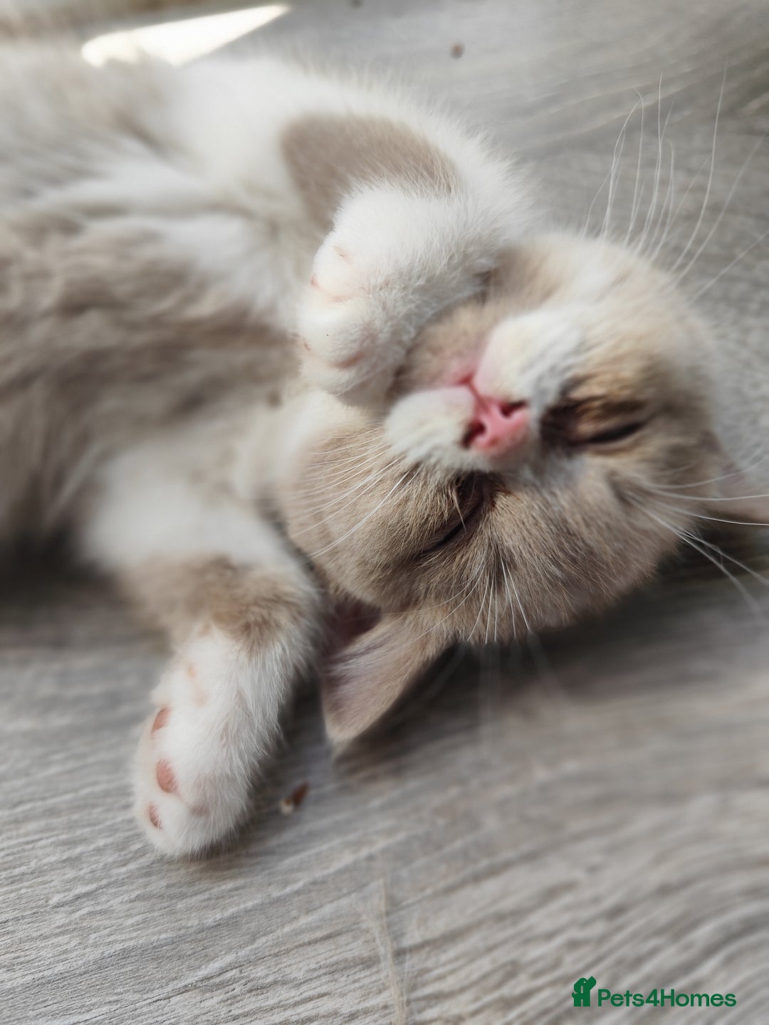 British Shorthair cats for sale: READY NOW Beautiful British Shorthair Kittens - Image 7