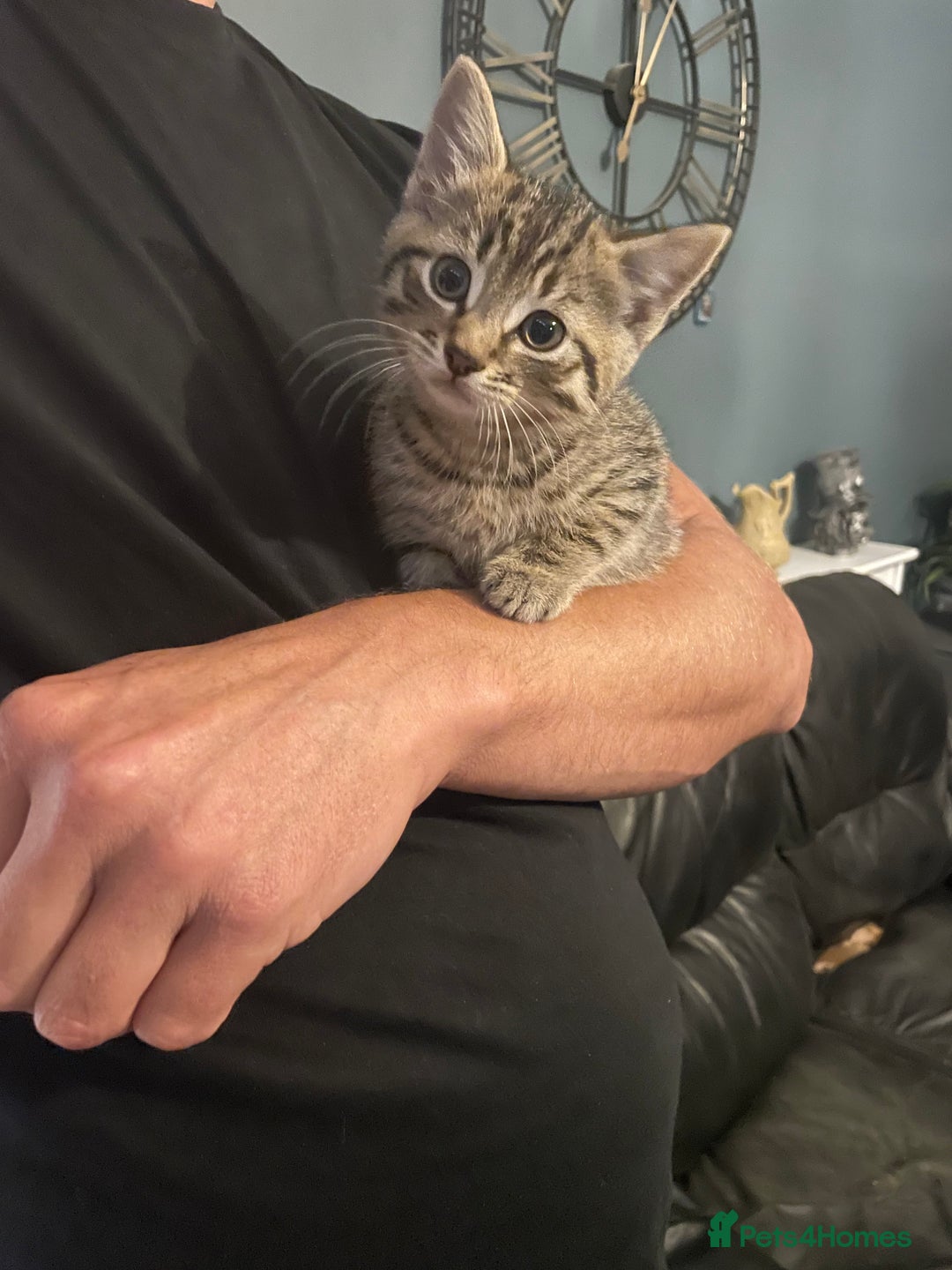 Mixed Breed cats for sale: 4 beautiful kittens ready to leave now - Image 1