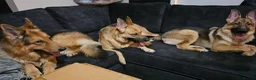 German Shepherd dogs for sale: Straight backed Female German Shepherds  - Advert 2