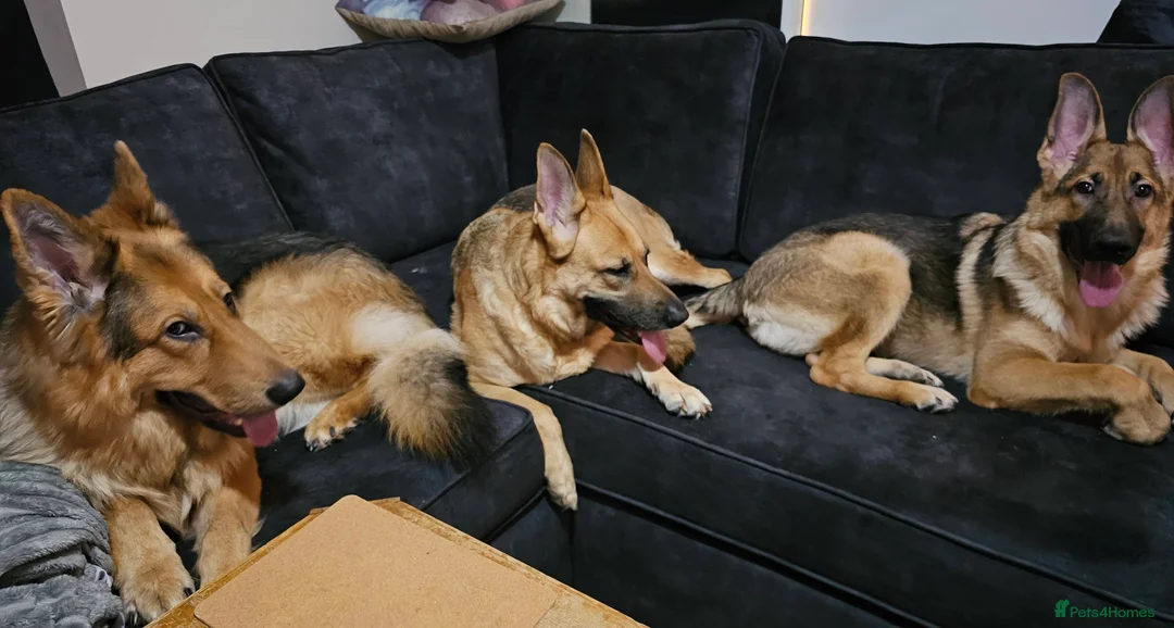 German Shepherd dogs for sale: Straight backed Female German Shepherds  - Advert 2