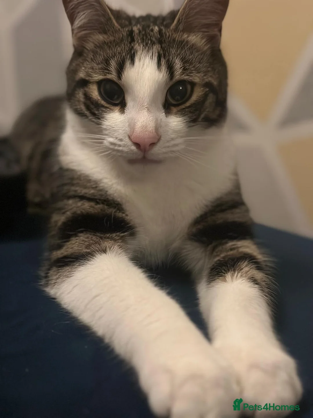 Domestic Shorthair cats for sale: Looking for his forever home  - Advert 1