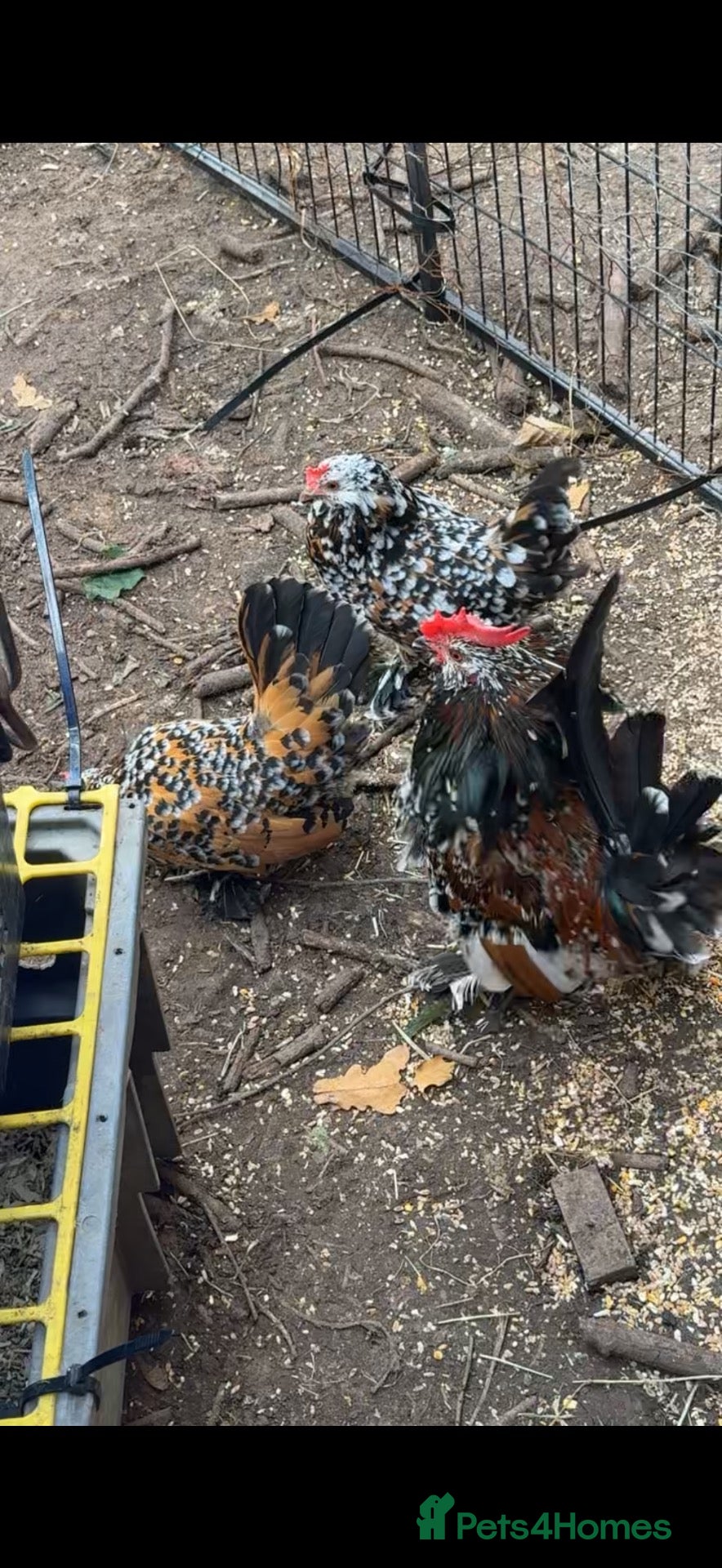 Chickens poultry barbu d’uccle bantams - Advert 20