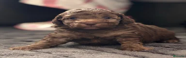 Cockapoo 2