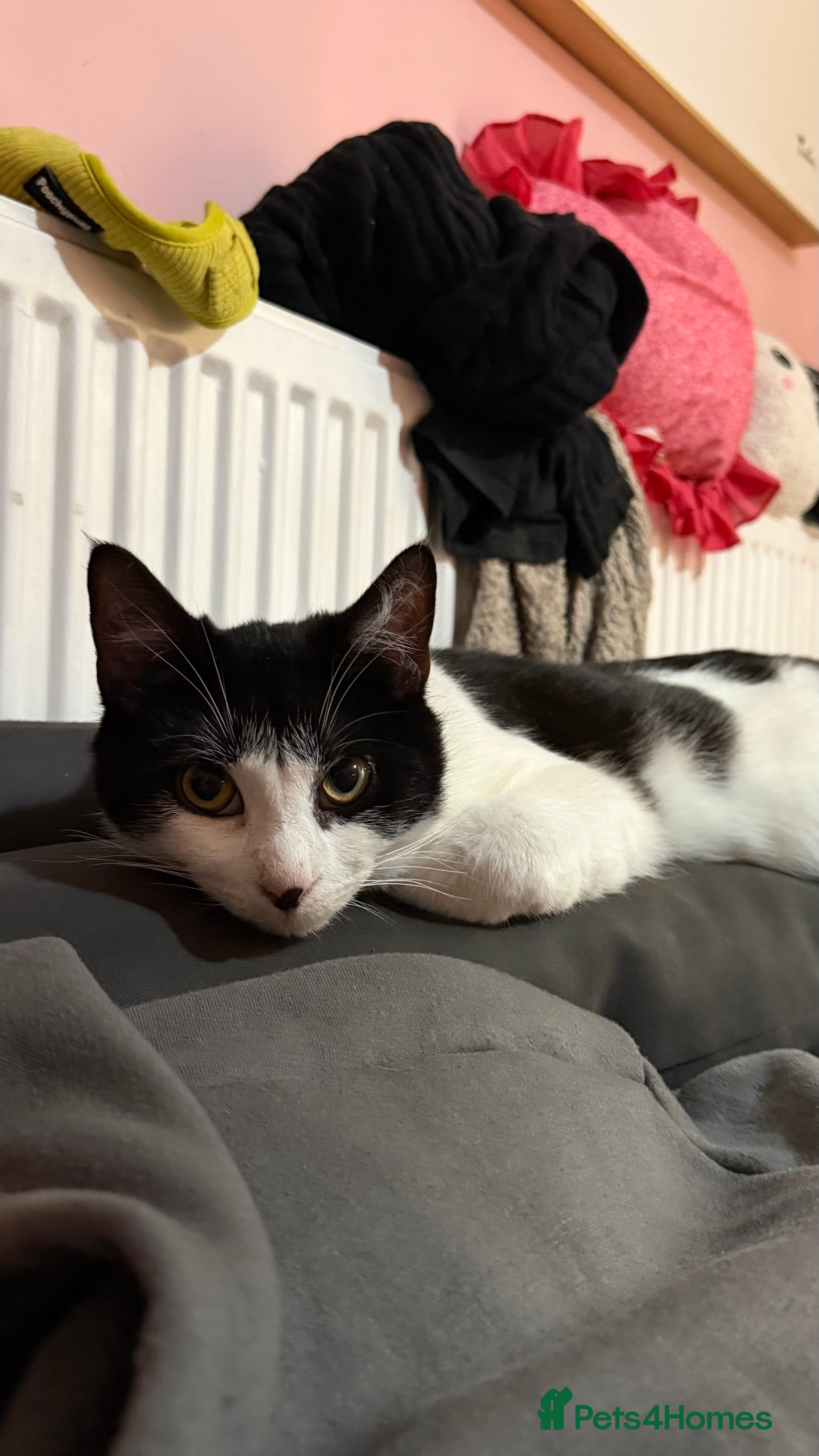 Mixed Breed cats male cat - Advert 1