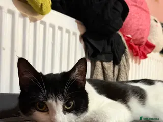 Mixed Breed cats male cat - Advert 1