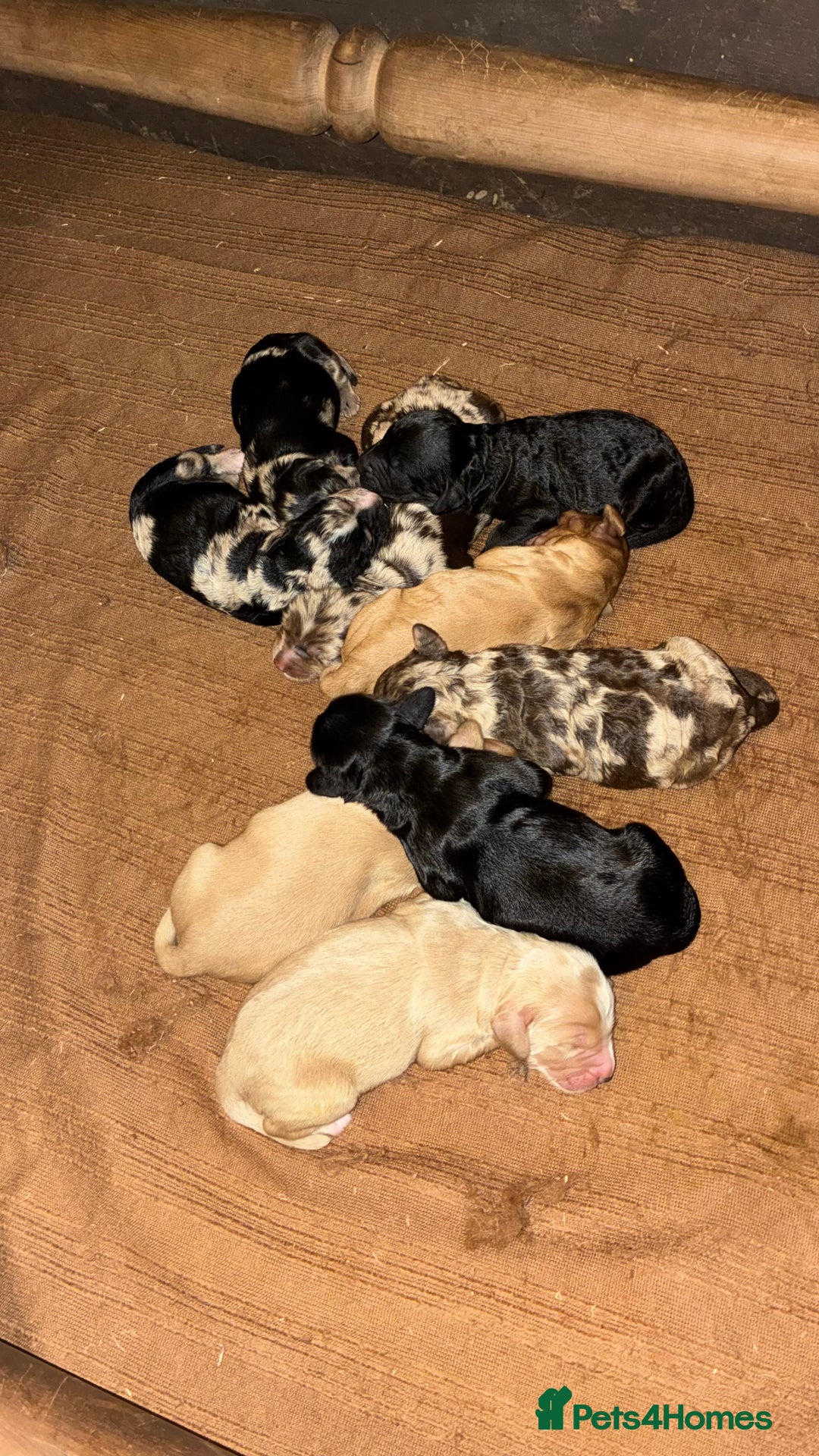 Cockapoo dogs for stud: Merle F1 Cockapoo (Proven) for stud in Penrith - Advert 15