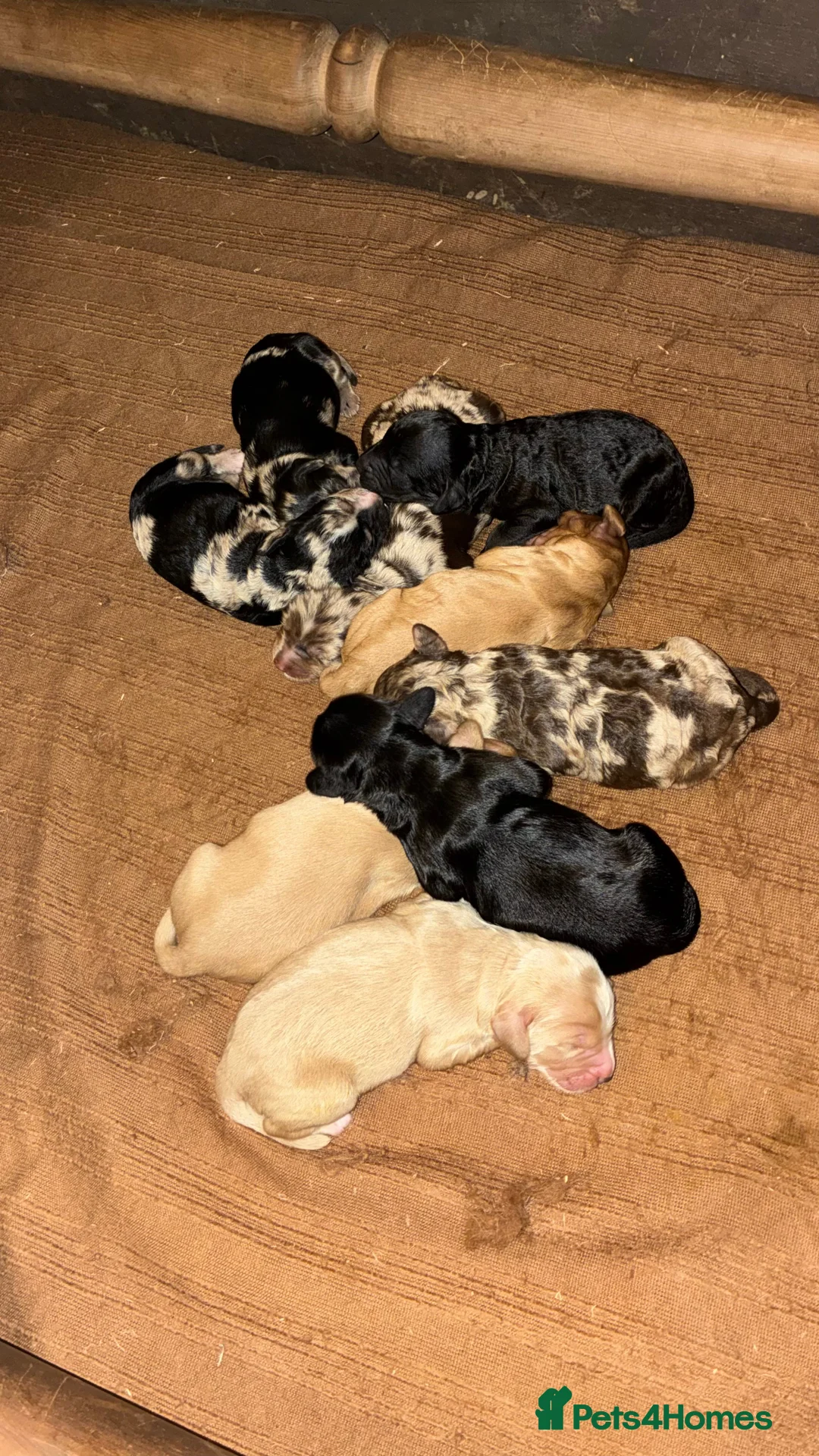 Cockapoo dogs for stud: Merle F1 Cockapoo (Proven) for stud in Penrith - Advert 15