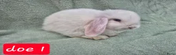 Mini Lop rabbits for sale: Gorgeous mini lops ready next week  - Advert 4