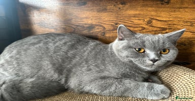 British Shorthair cats in Croydon - Advert 4