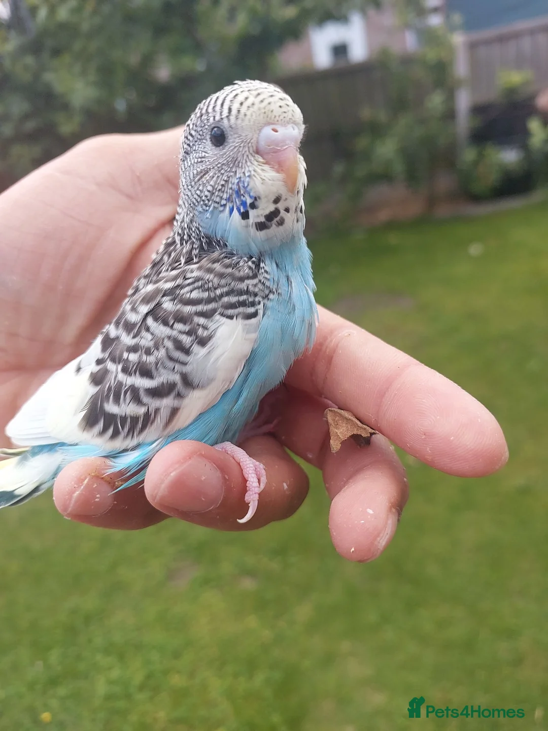 Budgerigars birds for sale: Hand reared super tame  budgie  - Advert 1