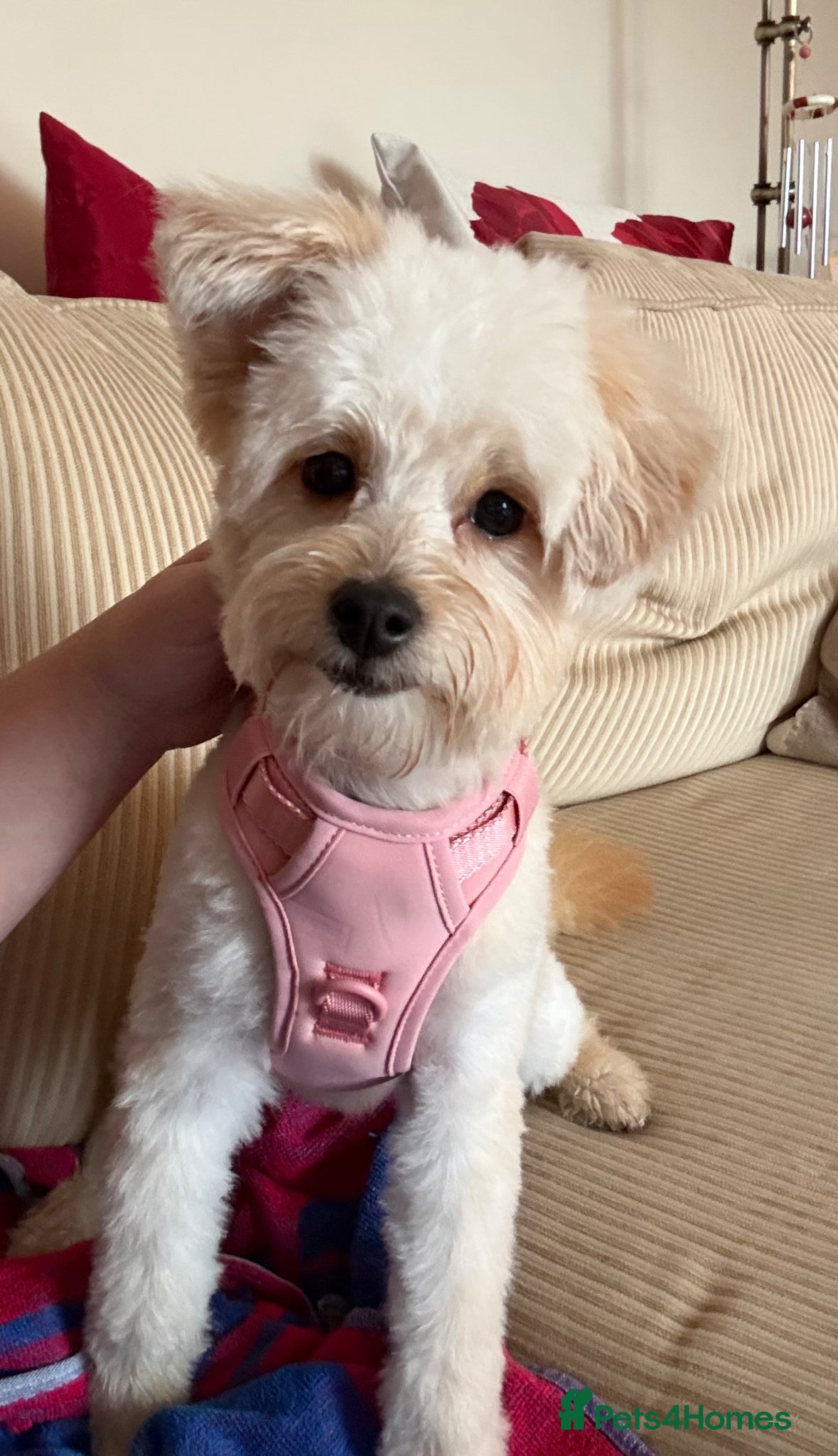 Pomapoo dogs Pomapoo needs a home from home - Advert 5