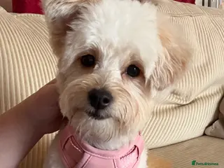 Pomapoo dogs Pomapoo needs a home from home - Advert 5