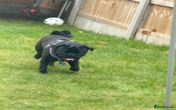 Pug dogs for sale: Pug- NEEDING NEW HOME ASAP - Image 2