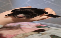 Sprocker dogs for sale: Beautiful sprocker puppies - Image 13