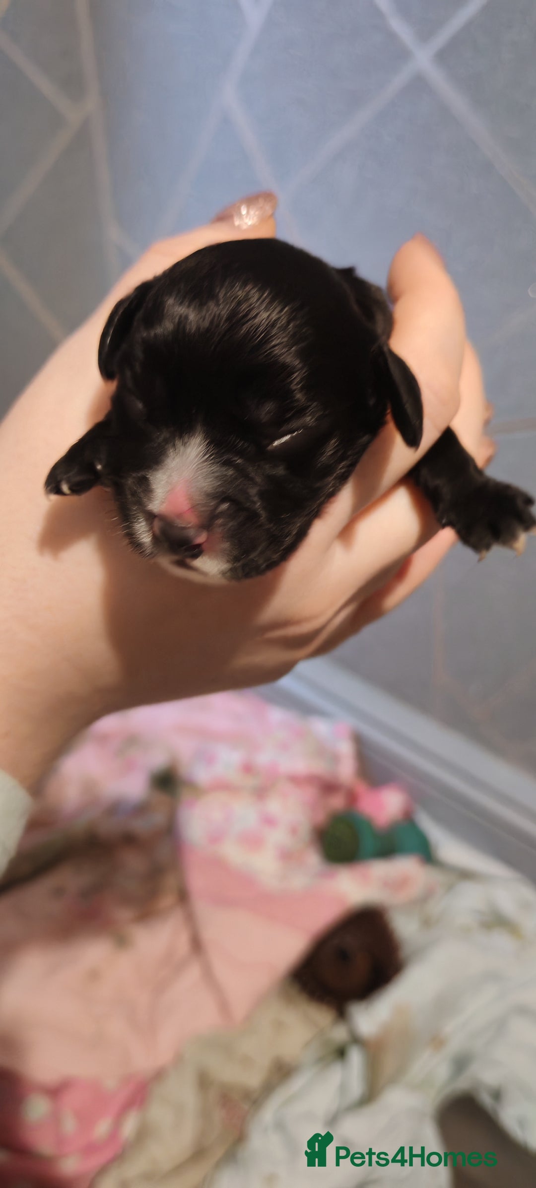 Sprocker dogs for sale: Beautiful sprocker puppies - Image 13