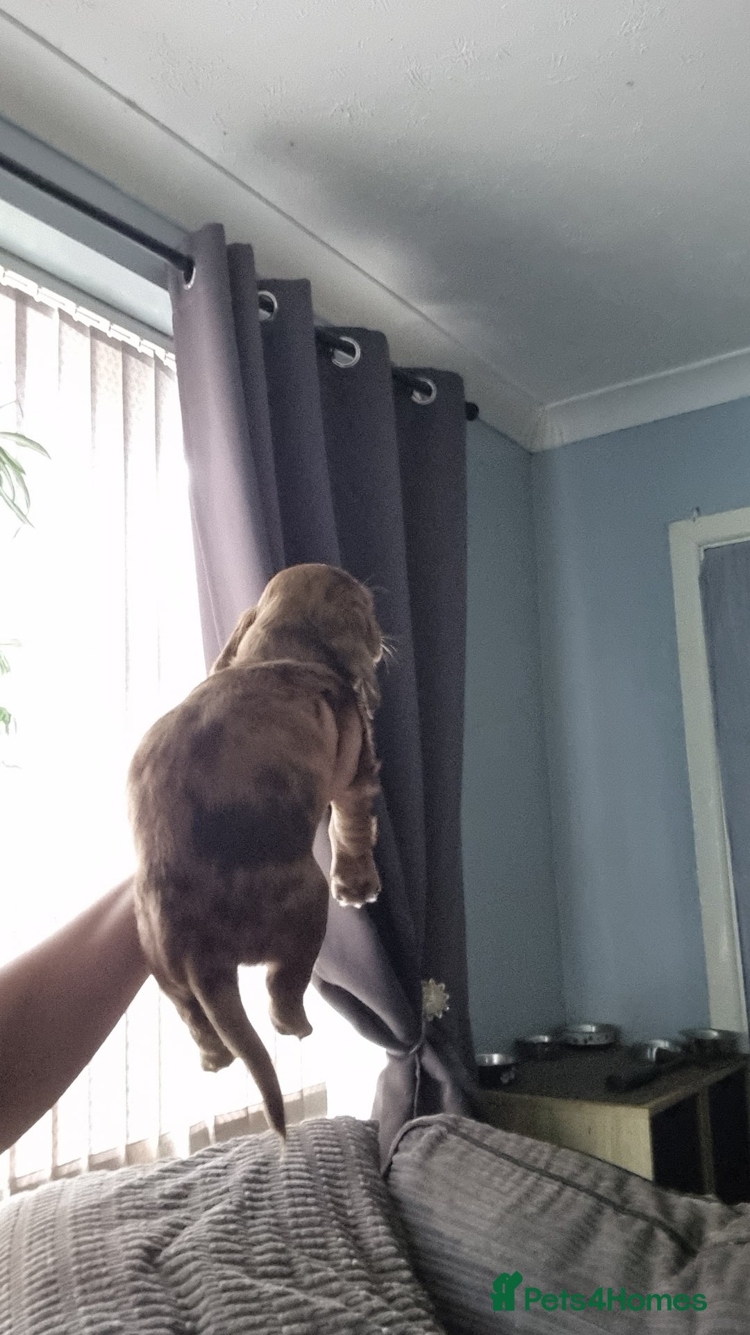 Mixed Breed dogs for sale: Docker  - Image 3