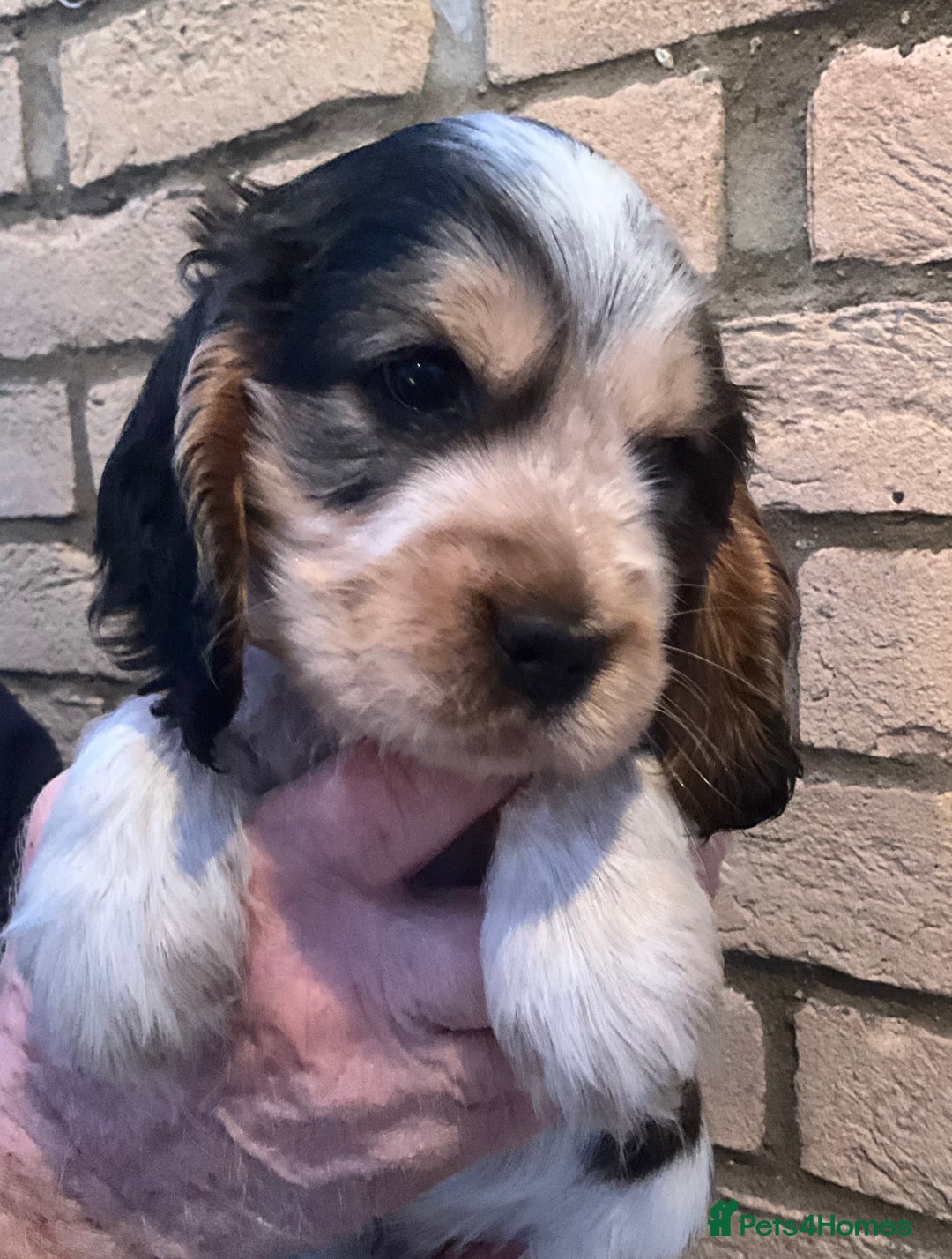 Cocker Spaniel dogs for sale: Stunning Litter of Show Cocker Spaniel Puppies  - Advert 3