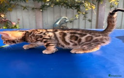 Keetso cats for sale: Stunning golden keetsos  - Image 6