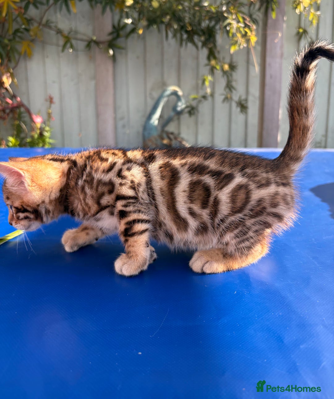 Keetso cats for sale: Stunning golden keetsos  - Image 6