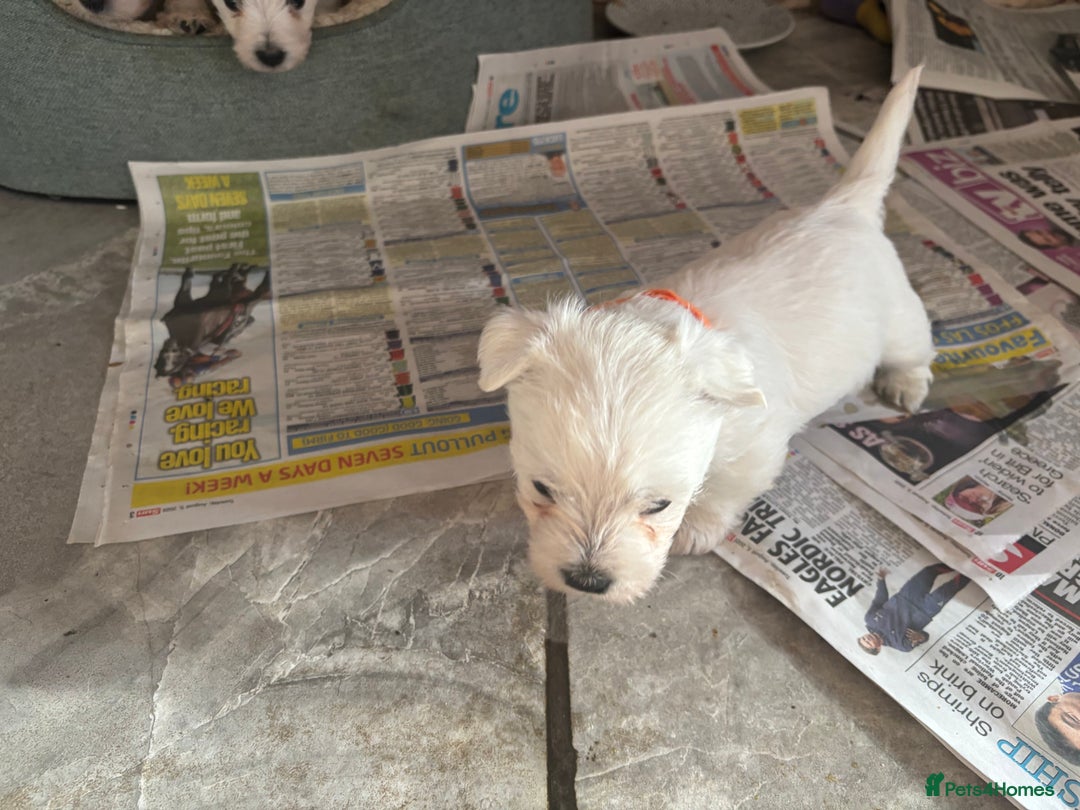 West Highland Terrier dogs for sale: KC reg west highland pups for sale  - Advert 6