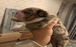 English Bulldog dogs for stud: Chocolate and tan stud includes 2 ai in Walsall - Image 8