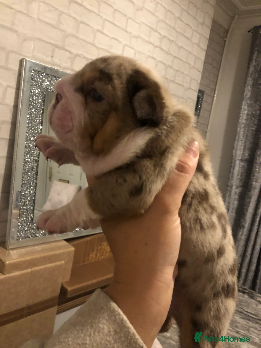 English Bulldog dogs for stud: Chocolate and tan stud includes 2 ai in Walsall - Advert 8