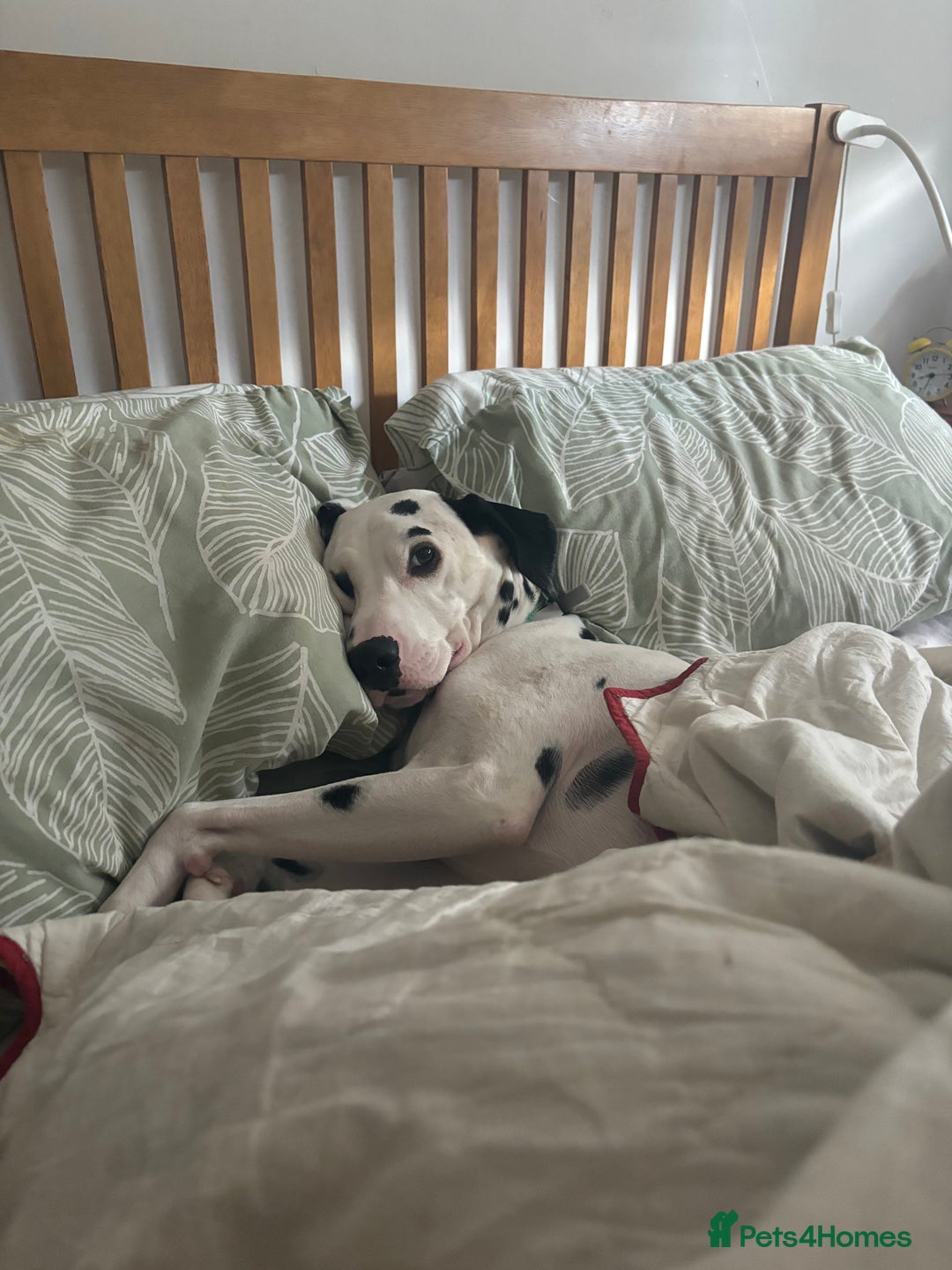 Dalmatian dogs for sale: Buddy the Dalmatian  - Image 1