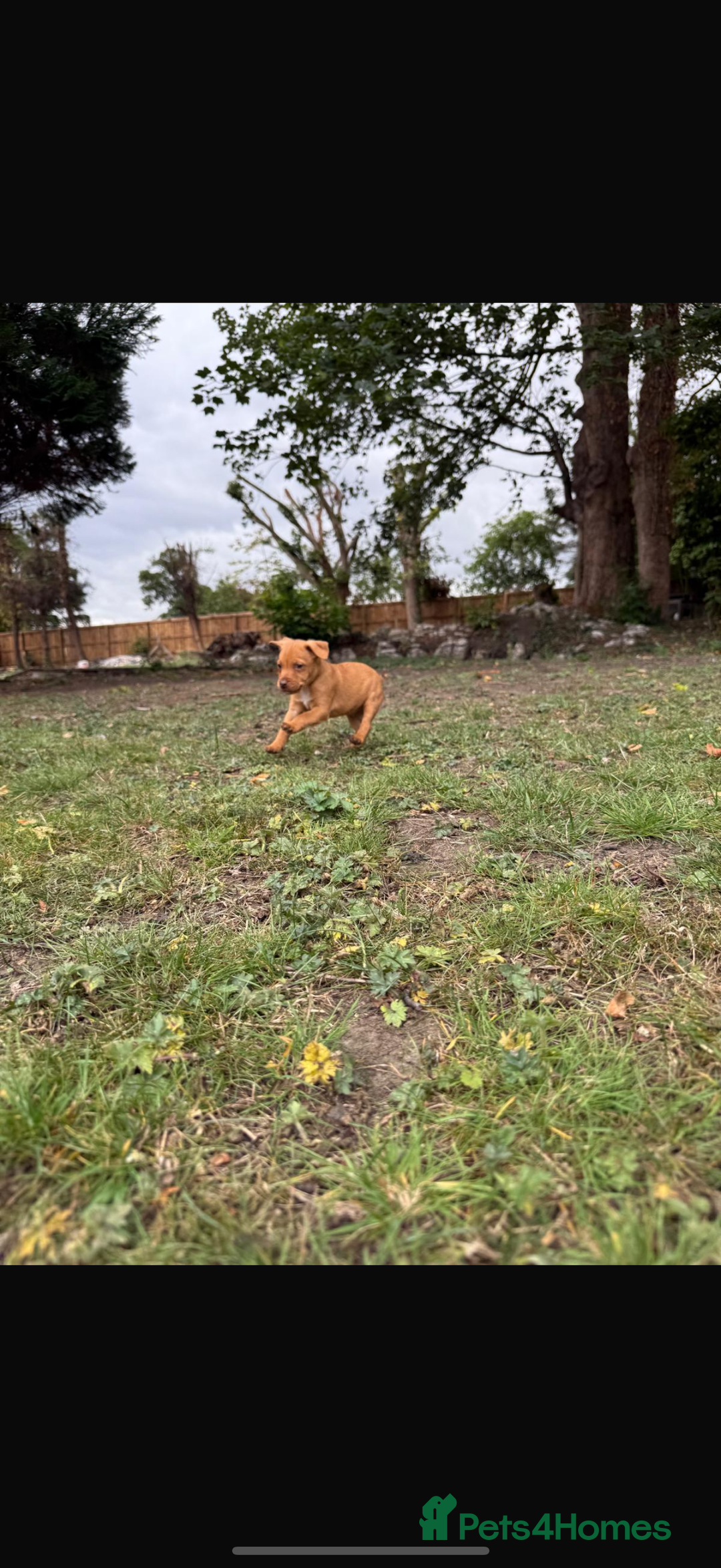 Patterdale Terrier dogs for sale: Patterdale fell terriers  - Image 35