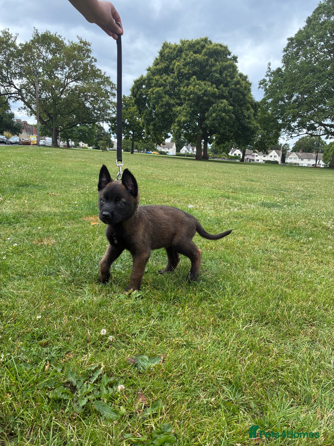 Belgian Shepherd Dog dogs for sale: Stunning belgian malionis pups  - Image 10