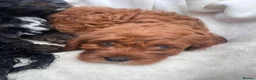 Cavapoo dogs for sale: Cavapoo puppies 🥰 in Maidstone - Advert 9
