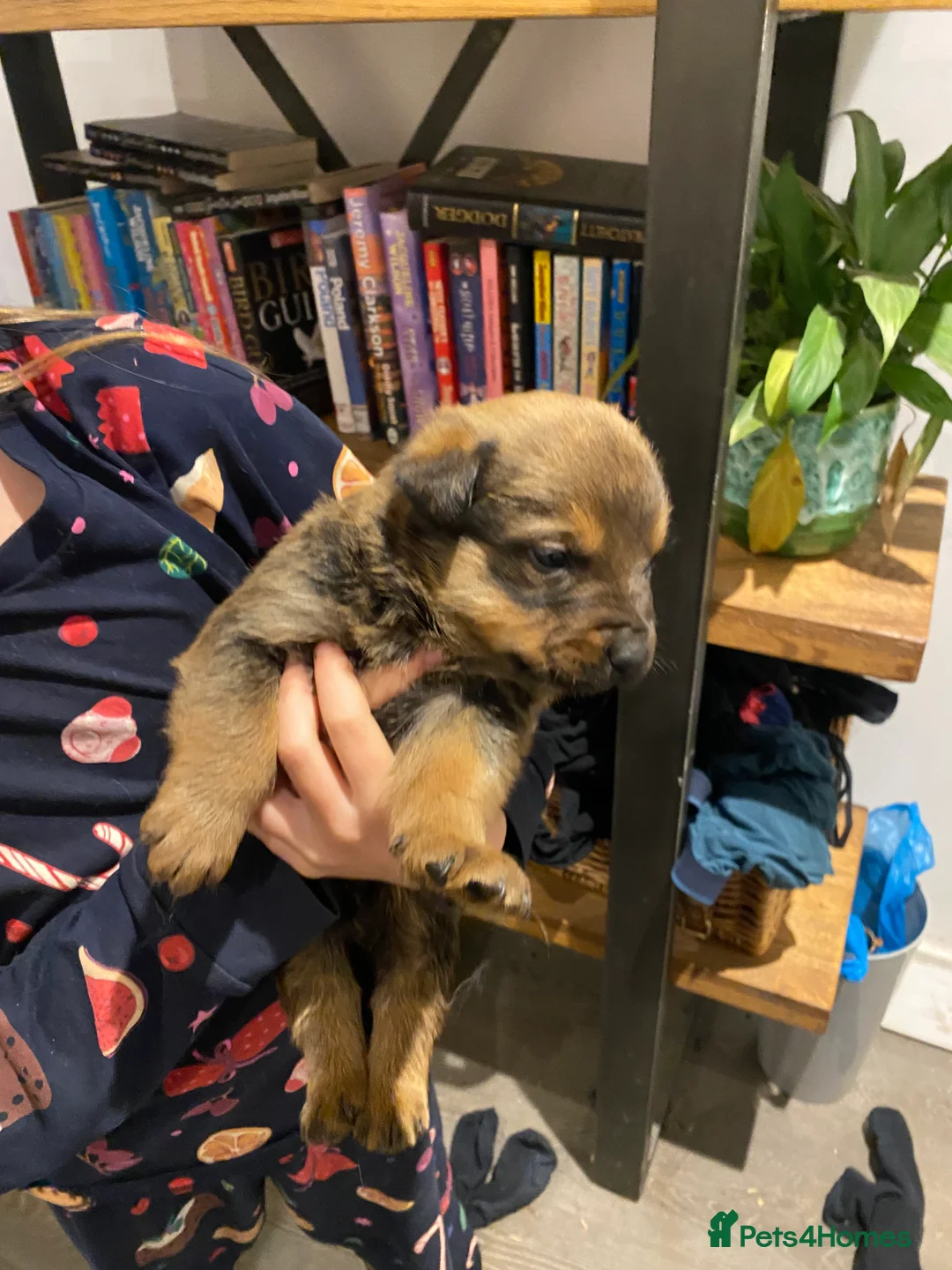 Mixed Breed dogs for sale: Rottweiler x malinois  - Advert 9