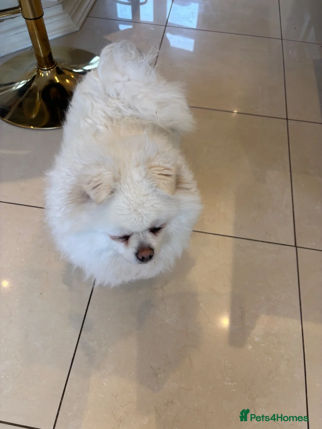 Pomeranian dogs for sale: Beautiful baby Pomeranian 🐾 - Advert 1