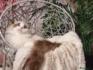 Ragdoll cats - Advert 7