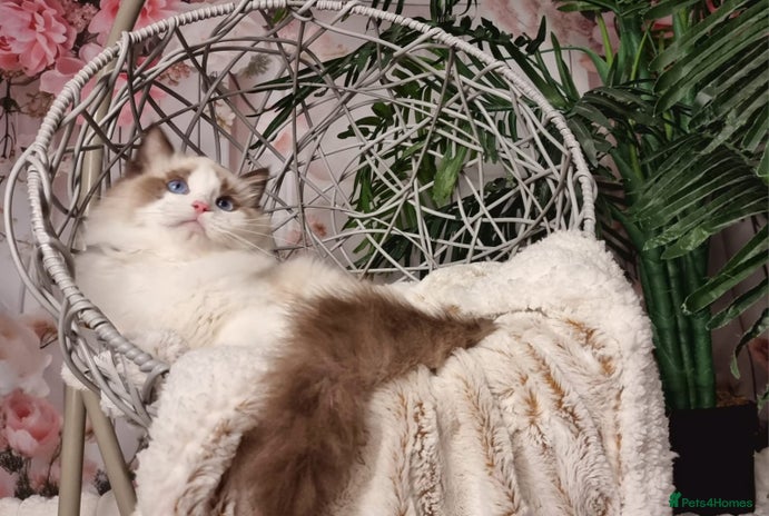 Ragdoll cats - Advert 10