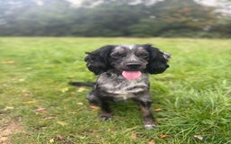 Cocker Spaniel dogs for sale: Merle Cocker Spaniel - Image 3