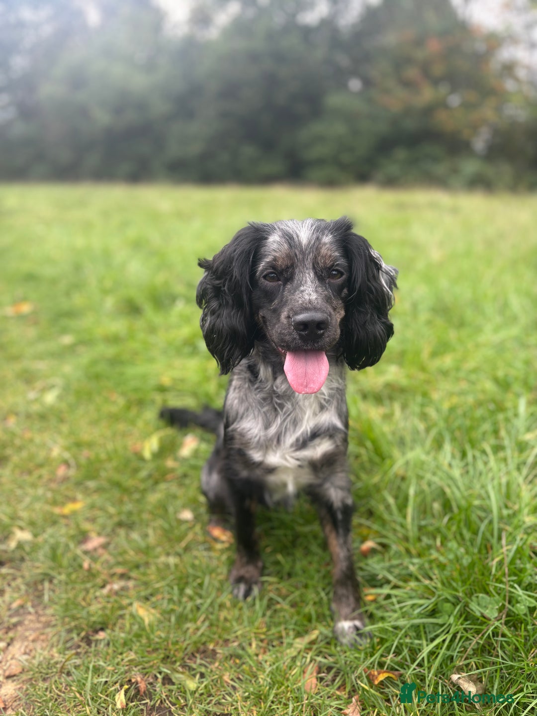 Cocker Spaniel dogs for sale: Merle Cocker Spaniel - Image 3