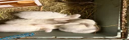 Mini Lop rabbits for sale: Beautiful Mini Lop Rabbits – Ready from 9th Nov - Advert 11