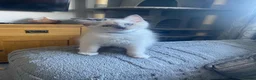 Ragdoll cats for sale: 🐾 GCCF Ragdoll Kittens🐾 READY TO LEAVE - Advert 2