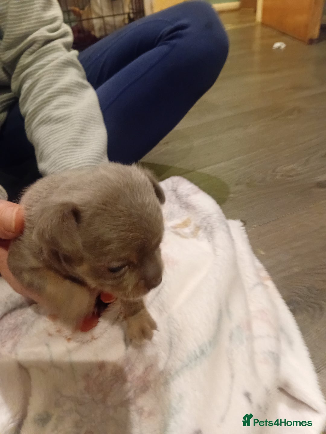 Chihuahua dogs for sale: Tiny KC lilac smooth coat chihuahua pup for sale  - Image 7
