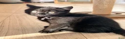 British Shorthair cats for sale:  🐱 Adorable bsh kittens looking for loving homes - Advert 24