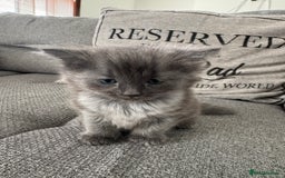 Ragdoll cats for sale: Ragdoll x kittens - Image 2