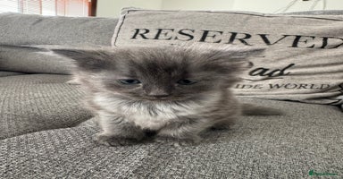 Ragdoll cats - Advert 7