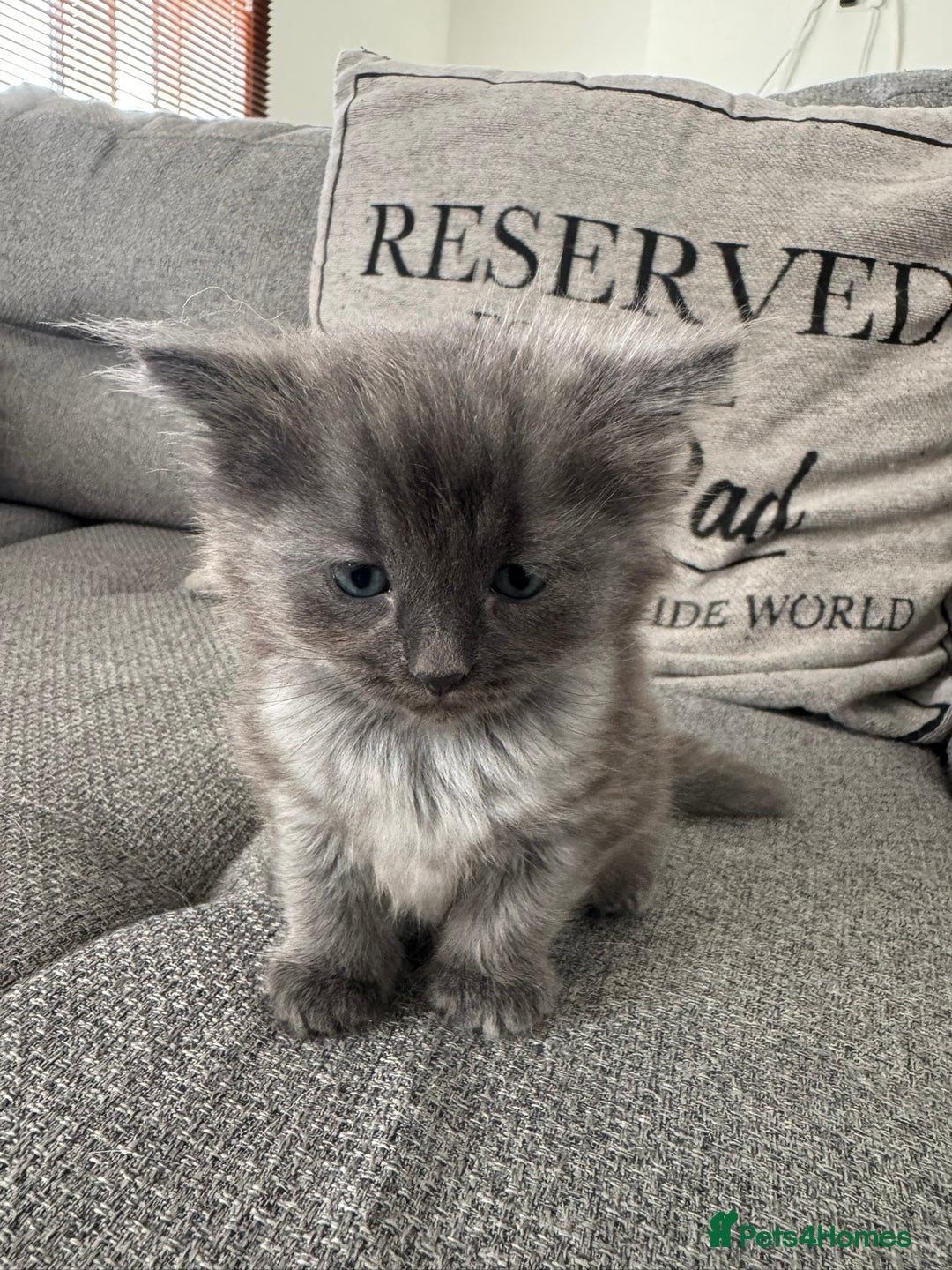 Ragdoll cats for sale: Ragdoll x kittens - Image 2