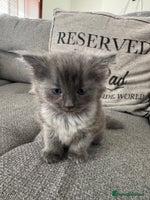 Ragdoll cats - Advert 4