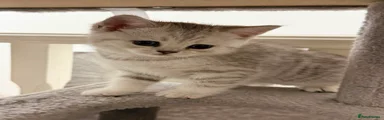 Tabby Girl 2