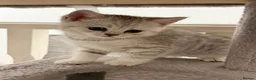 British Shorthair cats for sale: Rare Silver British Shorthair Chinchilla Kittens in Wishaw - Advert 15