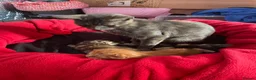Mixed Breed cats for sale: mixed breed kittens  in Thatcham - Advert 6