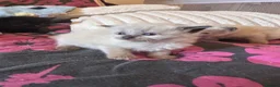 Mixed Breed cats for sale: Ragdoll x Maine coon kittens - Advert 4