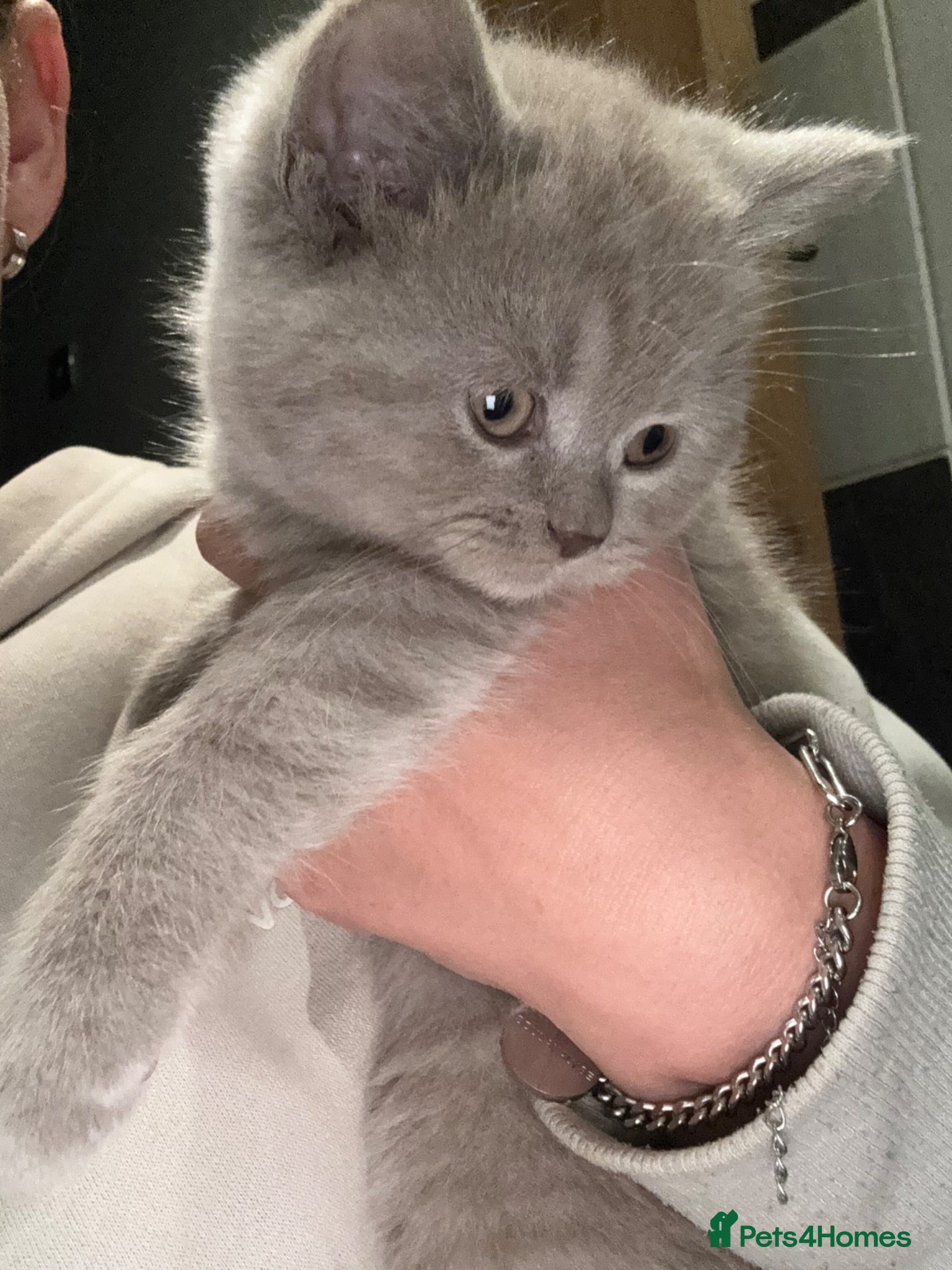 British Shorthair cats BSH 2 FEMALES LEFT READY NOW  - Advert 1